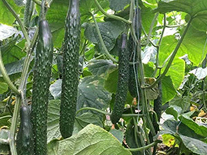 ȫ�������ܴ��S��-�S�ϷN��-�A�~�N�I(y��)