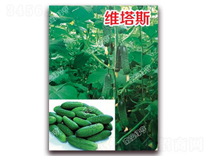 �S��˹-С�S�ϷN��-�ϰľG��