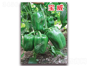 ����-�𽷷N��-�ϰľG��