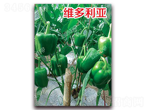 �S������-�𽷷N��-�ϰľG��