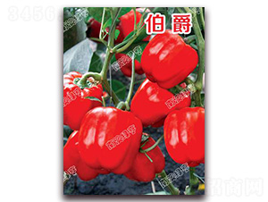 ����-�𽷷N��-�ϰľG��