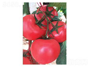 ������10̖(h��o)-���t���N��-Ӣ���m��