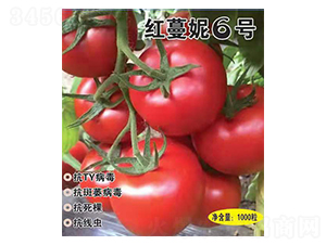 �t����6̖(h��o)-���t���N��-Ӣ���m��