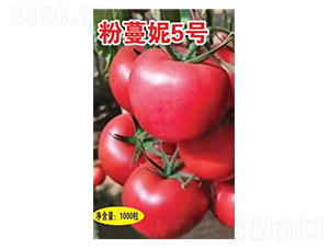 ������5̖(h��o)-���t���N��-Ӣ���m��