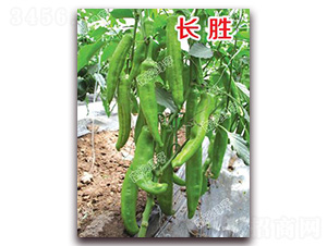 �L(zh��ng)��-�⽷�N��-�ϰľG��