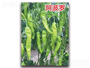 �����_-�⽷�N��-�ϰľG��