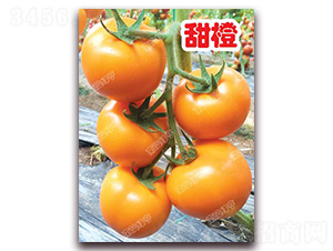 ���-��ɫ���ѷN��-�ϰľG��