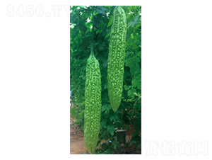 �G����-��ϷN��-ʥ���r�I(y��)