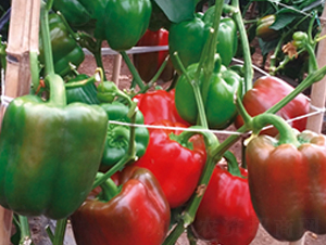 �A�ļt��-�����N��-ʥ���r(n��ng)�I(y��)