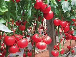 ����75-���t���N��-ʥ���r(n��ng)�I(y��)