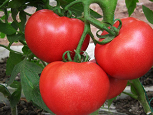 ����05-���t���N��-ʥ���r(n��ng)�I(y��)