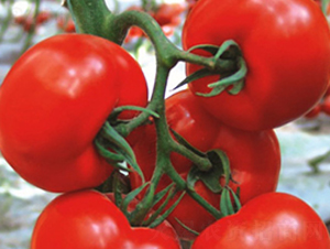 ���t-���t���N��-ʥ���r�I(y��)