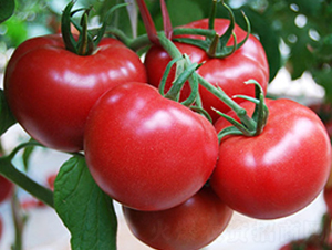 Խ�ķ�ʥ-���t���N��-ʥ���r(n��ng)�I(y��)