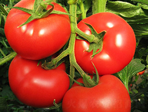 ʥ��5̖-���t���N��-ʥ���r(n��ng)�I(y��)