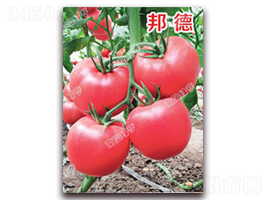 ���-�۹����ѷN��-�ϰľG��