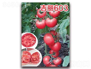 ����603-�۹����ѷN��-�ϰľG��