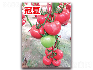 ����-�۹����ѷN��-�ϰľG��