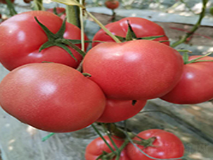 ������̖-���ѷN��-�̝��N��