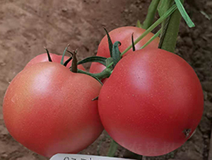 ��N��001-���ѷN��-�̝�(r��n)�N��