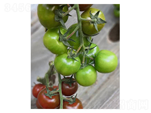 ������t���N��-���ѷN��-�̝��N��