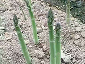 �G����F1-�J�S�N��-��T�S�r(n��ng)�I(y��)