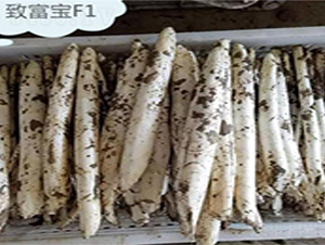 �¡����¸���F1-�J�S�N��-��T�S�r(n��ng)�I(y��)