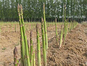 ��������-�J�S�N��-��T�S�r(n��ng)�I(y��)