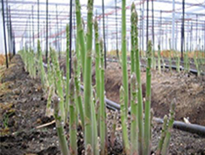 ����8̖F1-�J�S�N��-��T�S�r�I(y��)