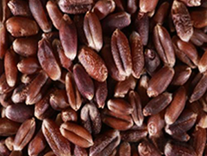 ��(y��u)�|(zh��)��С��-С���N��-��T�S�r(n��ng)�I(y��)