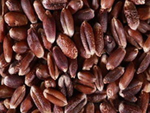 �߮a��С��-С���N��-��T�S�r�I(y��)