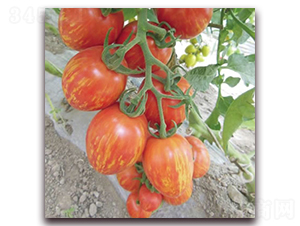 ����1̖(h��o)-С���ѷN��-����