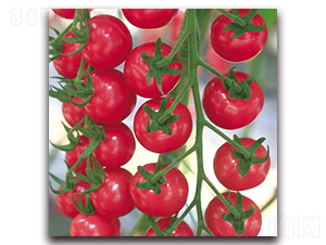 �t��ʯ-С���ѷN��-����