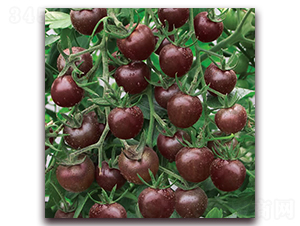 ������-С���ѷN��-����