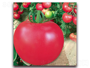 ���m5̖(h��o)-�۹����ѷN��-����