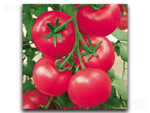 �Ё�219-�۹����ѷN��-����