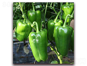 ���{��-�𽷷N��-��ʢԪ