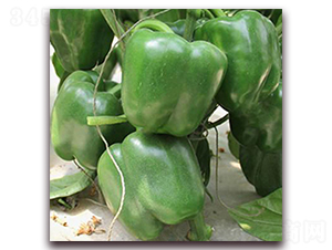 ����˹�D-�𽷷N��-��ʢԪ