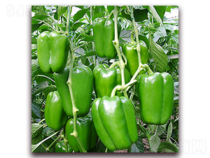 ������-�𽷷N��-��ʢԪ