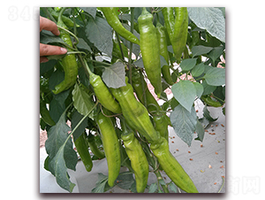 �쌚-�⽷�N��-��ʢԪ