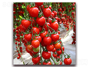 ����-���ҷ��ѷN��-��ʢԪ