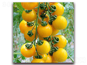 �S����-���ҷ��ѷN��-��ʢԪ