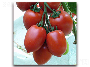 ����-���ҷ��ѷN��-��ʢԪ