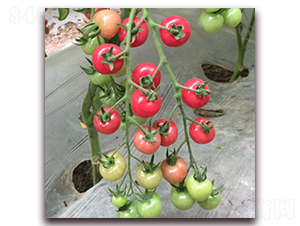 ����-���ҷ��ѷN��-��ʢԪ