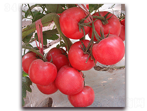 ����-�۹����ѷN��-��ʢԪ