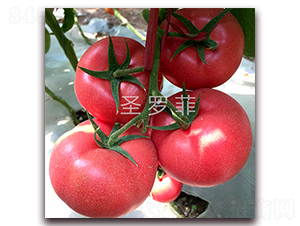 ʥ�_��-�۹����ѷN��-��ʢԪ