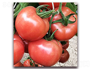 �_˹��-�۹����ѷN��-��ʢԪ