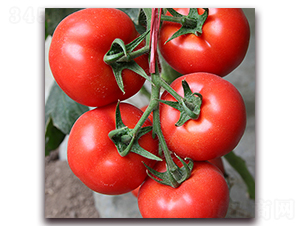 ��-�t�����ѷN��-��ʢԪ