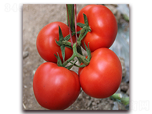 ���з���һ̖(h��o)-�t�����ѷN��-��ʢԪ