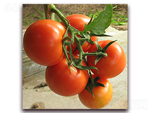 �S����-�t�����ѷN��-��ʢԪ