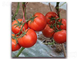 �R�D-�t�����ѷN��-��ʢԪ